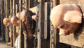 第52集