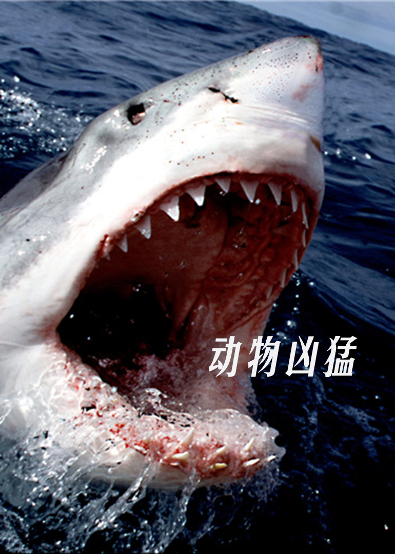 世界上最大的食肉鲨鱼