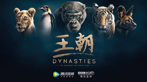 王朝[英语]_第1集：黑猩猩统治的强者_《王朝》第1集黑猩猩：统治的强者_高清完整版视频在线观看_腾讯视频