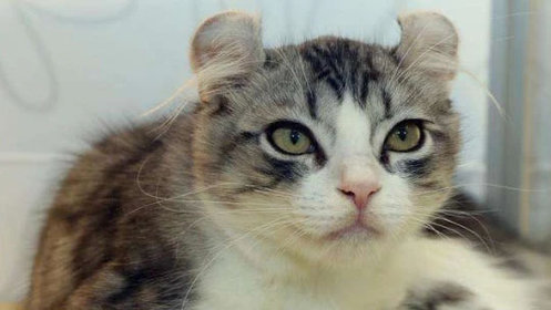 没墨了？四川卧龙拍到全球首例白色大熊猫_高清