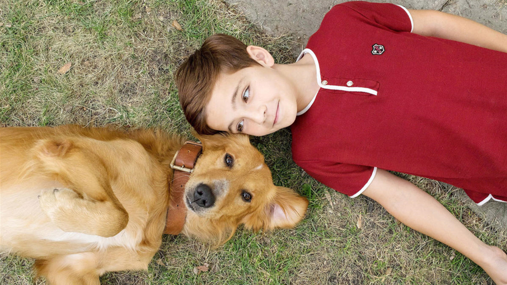 小男孩和狗的训练，不拉皮带走照片摄影图片_ID:349573542-Veer图库