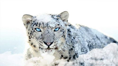 自然 阿富汗是世界上最危险的地区之一,同时也是濒危野生动物雪豹的