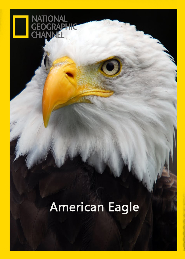 美国之鹰american eagle纪录片