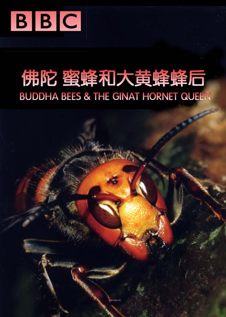bbc佛陀,蜜蜂和大黄蜂蜂后natural world: buddha bees & the ginat