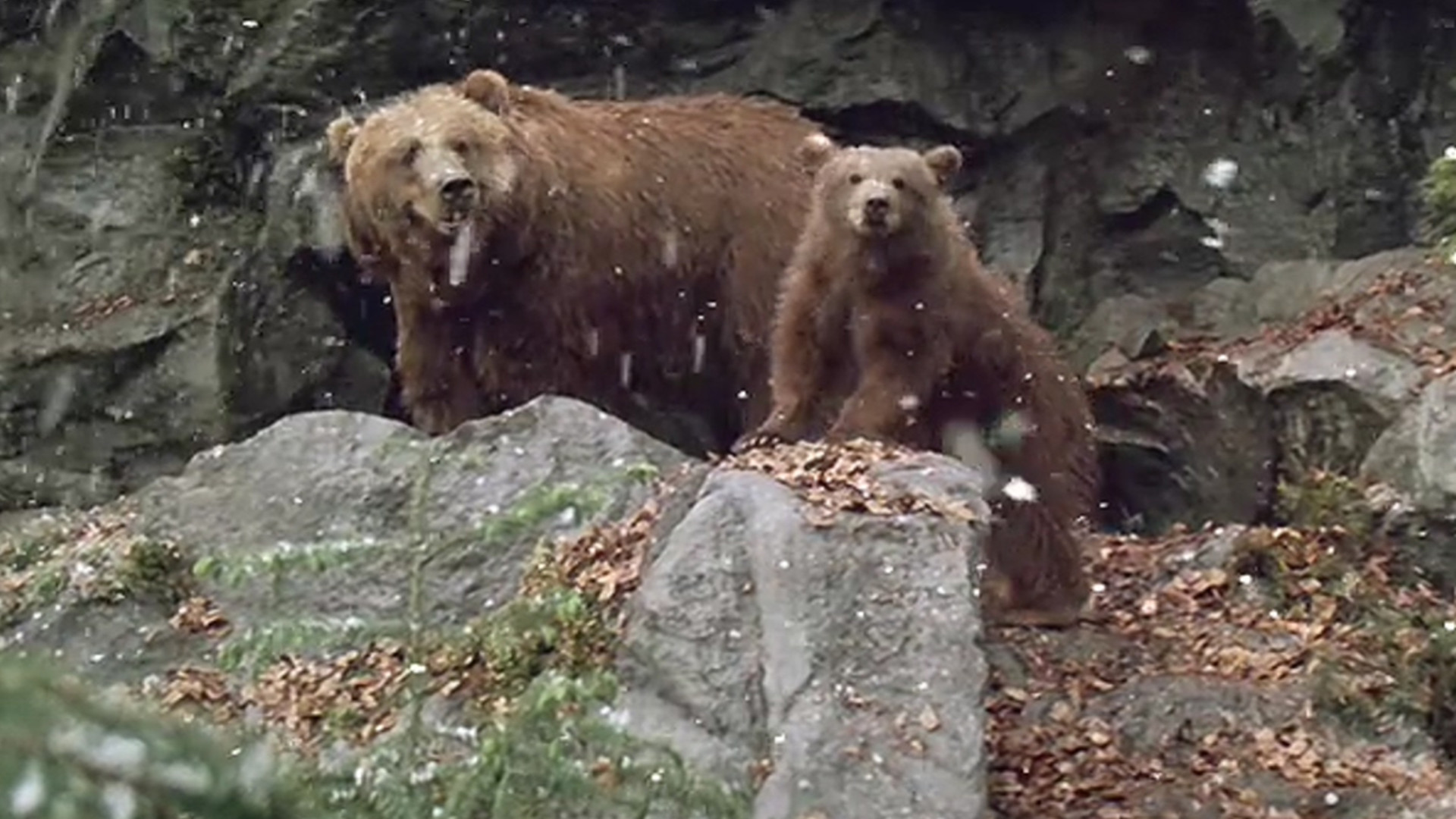 Медведь 1988. Медведь (l'ours) 1988. The Bear фильм 1988. Медведь Франция 1988. Фильм медведь Канада 1988.