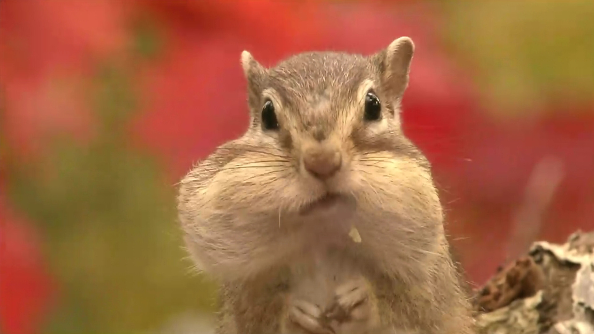 《日本列岛 动物物语》预告片_日本列岛 动物物语_电影_高清1080p在线