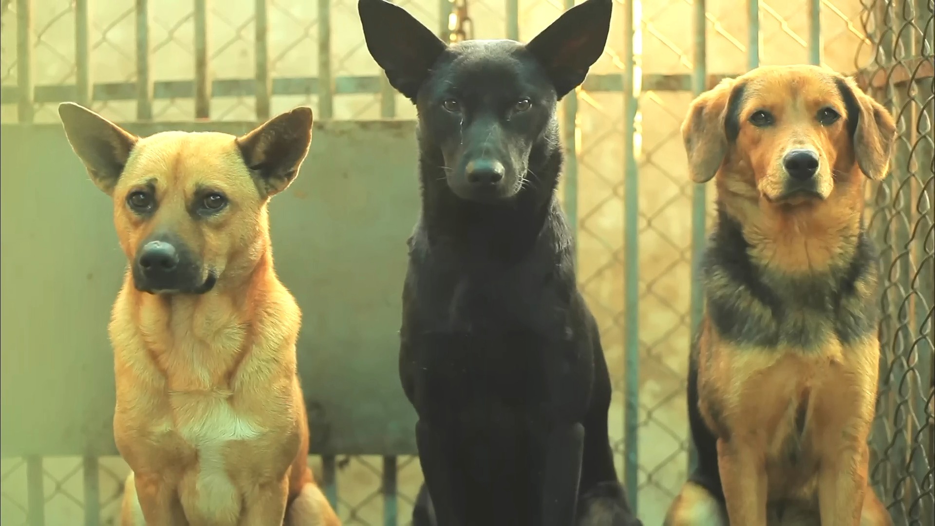 十二夜台湾预告片