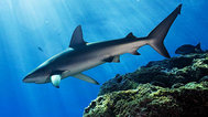 复活节岛鲨鱼