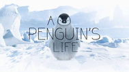 企鹅的生活