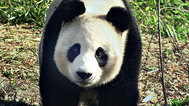 情迷大熊猫封面
