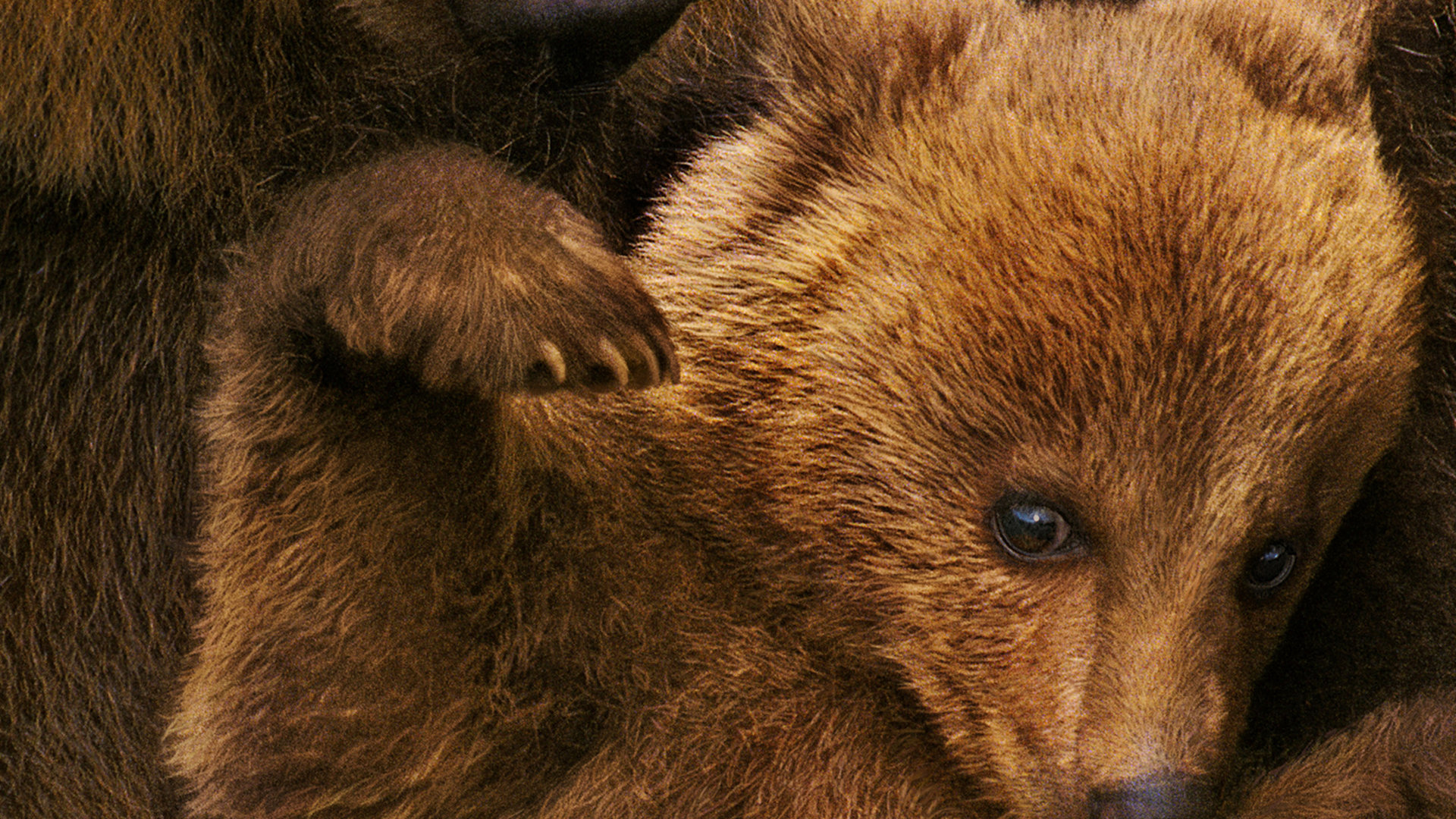 阿拉斯加的棕熊