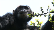 乌干达黑猩猩