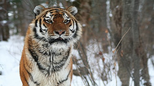 《bbc》踏雪寻虎 第1集_高清1080p在线观看平台_腾讯视频