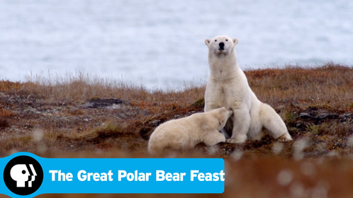 北极熊的盛宴封面