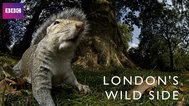 伦敦的野生动物封面