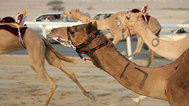 骆驼比赛