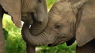 大象的秘密生活