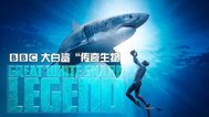 BBC自然世界：大白鲨-传奇生物封面