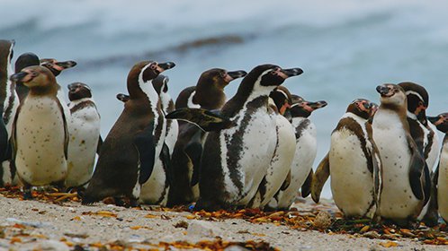 动物园：遇见企鹅
