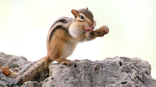 小松鼠吃完瓜子想玩自拍_高清1080p在线观看平台_腾讯视频