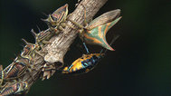 模仿大师：哥斯达黎加昆虫封面