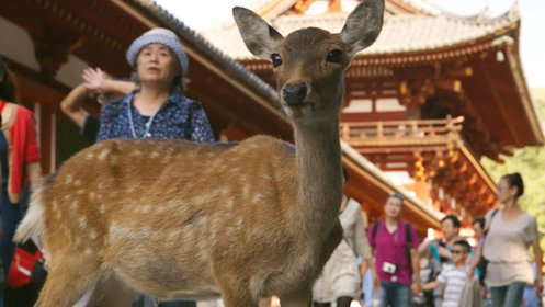 野性日本