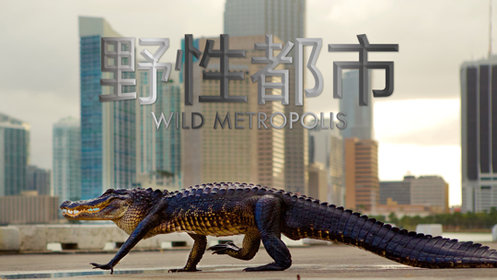 野性都市[英语]