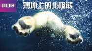 薄冰上的北极熊