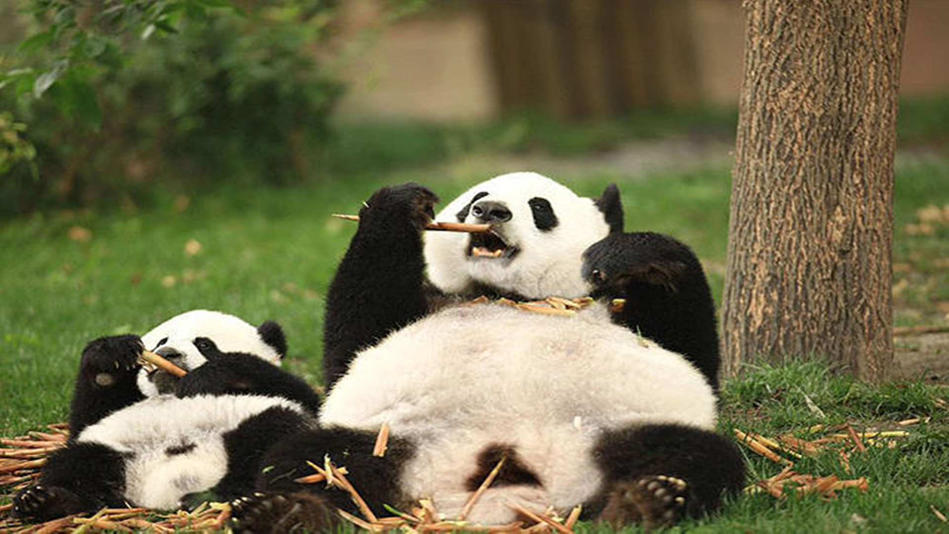 《大熊猫51的故事》 预告片_大熊猫51的故事_电影_高清1080p在线观看