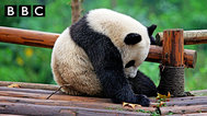 拯救大熊猫封面