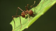 叶刀蚂蚁：先进的农民
