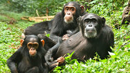 黑猩猩家族的命运封面