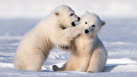 北极熊宝宝