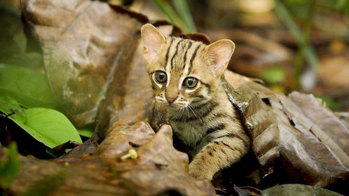 大猫：终极猎食者[英语]