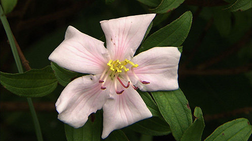 进化天堂：小笠原群岛
