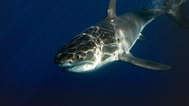阿拉斯加绝命鲨