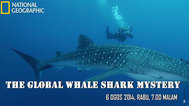全球鲸鲨之谜