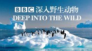 BBC深入野生动物封面