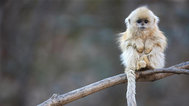 中国金丝猴