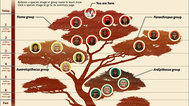 人类基因树