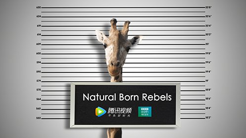 你这个坏怂[英语]