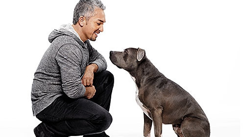 求助西泽:主人受伤_高清1080p在线观看平台_腾讯视频