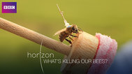 谁杀死了我们的蜜蜂封面